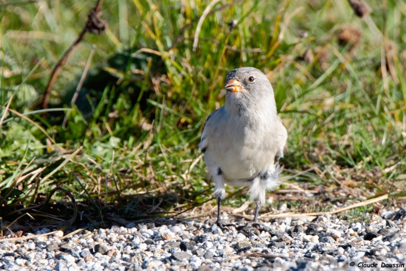 Photo Oiseaux