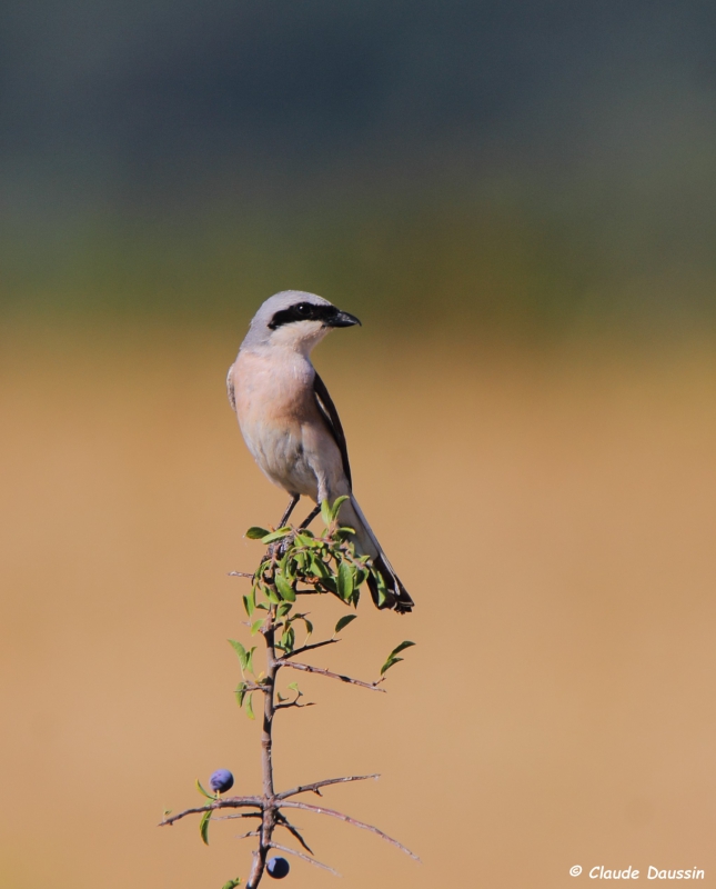 Photo Oiseaux