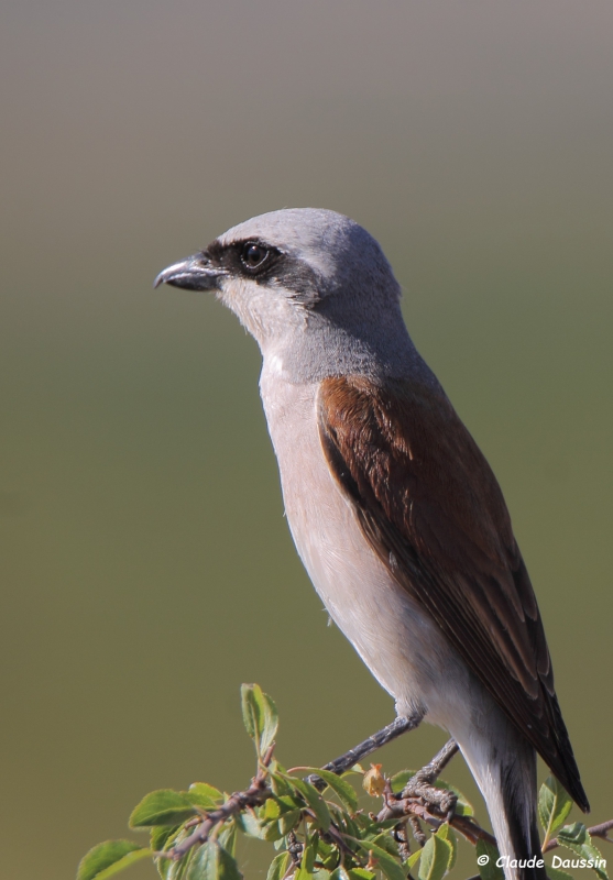 Photo Oiseaux pie grièche écorcheur