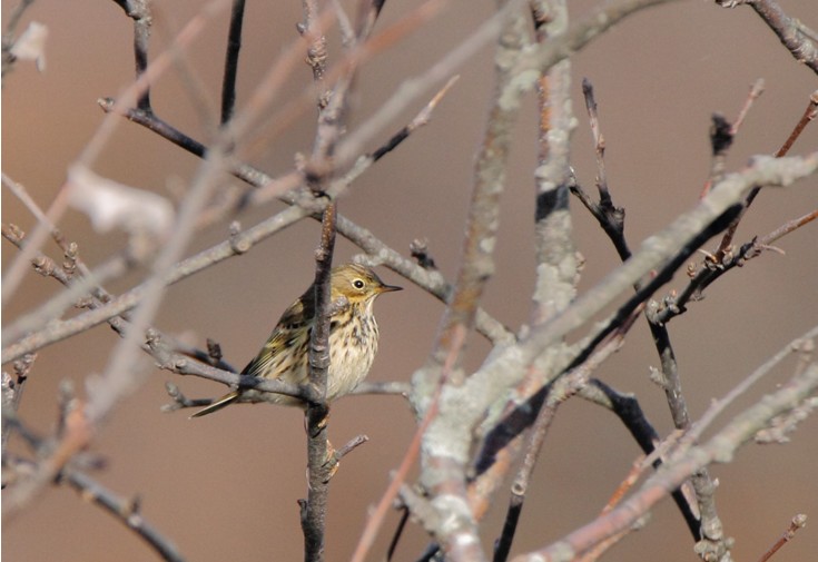 Photo Oiseaux