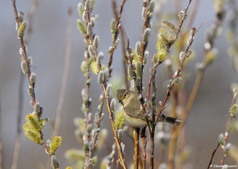 Photo Oiseaux Pouillot véloce (Phylloscopus collybita)