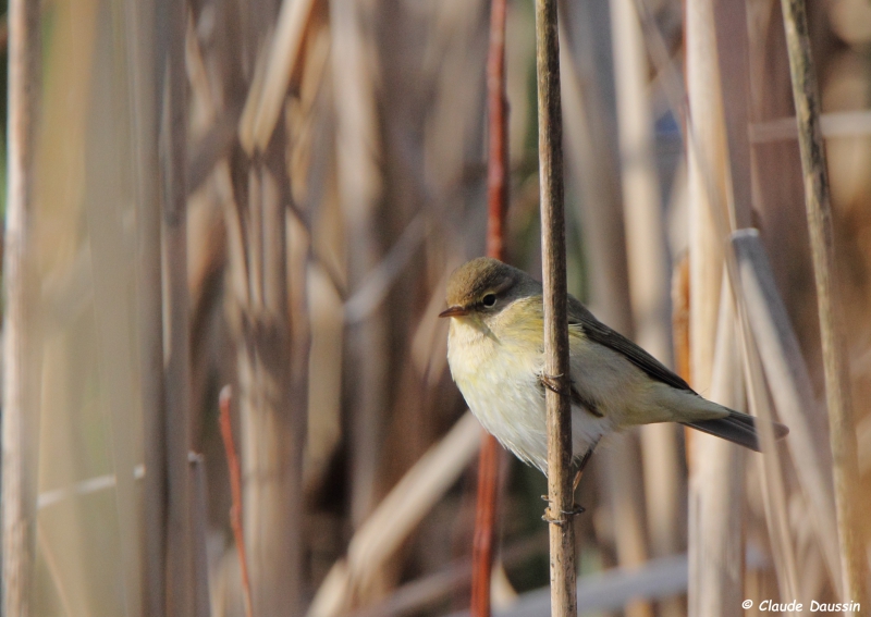 Photo Oiseaux Pouillot véloce (Phylloscopus collybita)