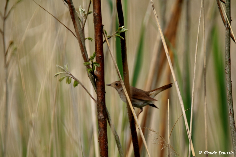 Photo Oiseaux