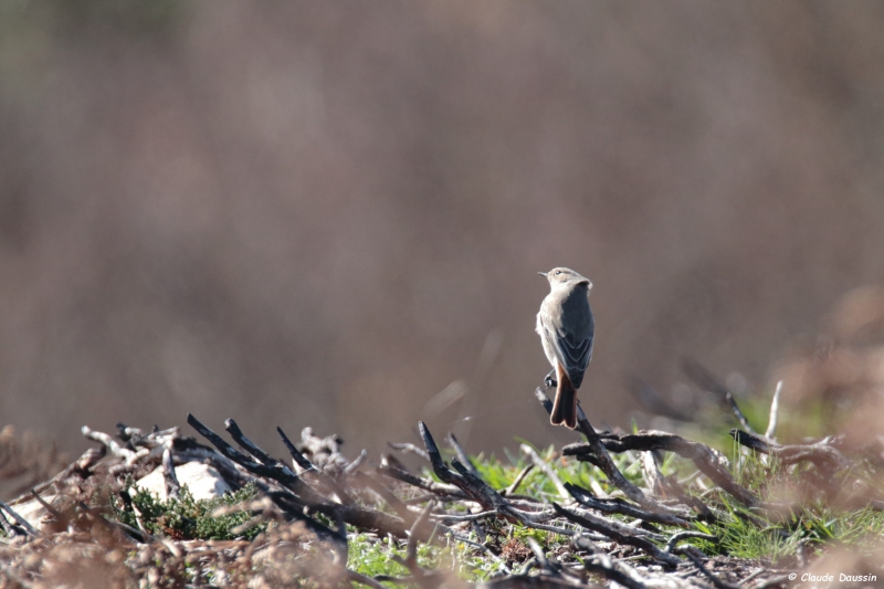 Photo Oiseaux