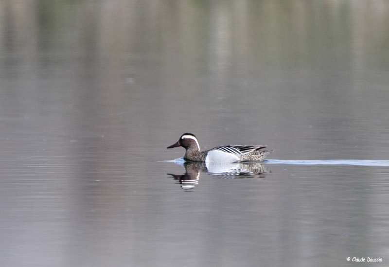 Photo Oiseaux