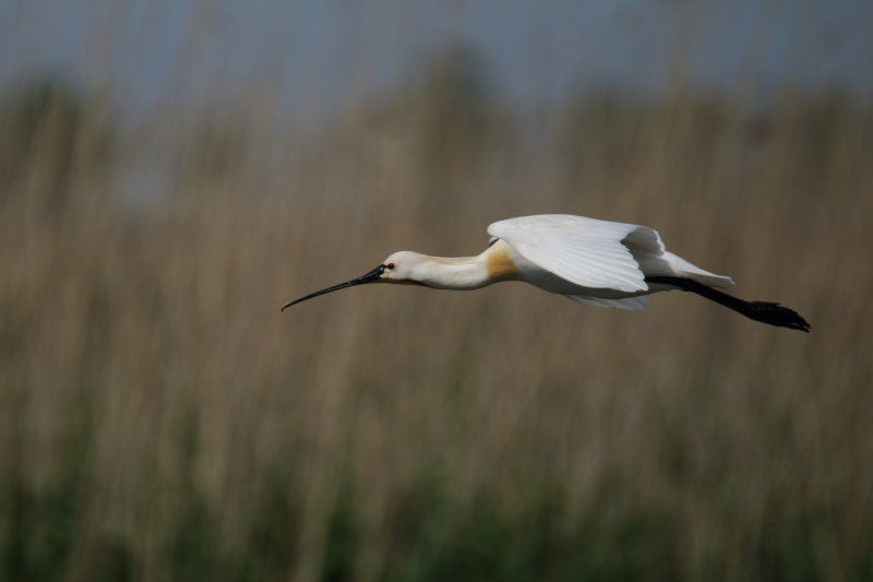 Photo Oiseaux spatule blanche