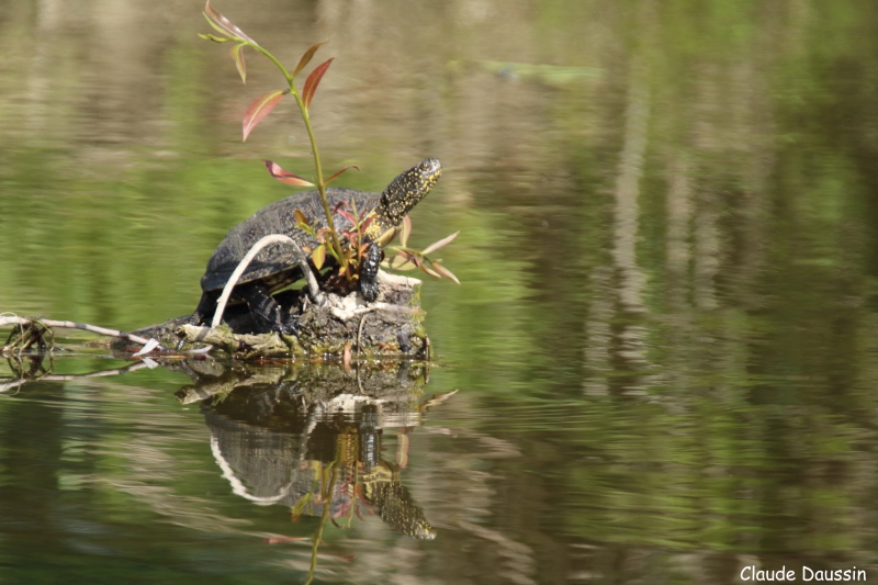 Photo Reptiles