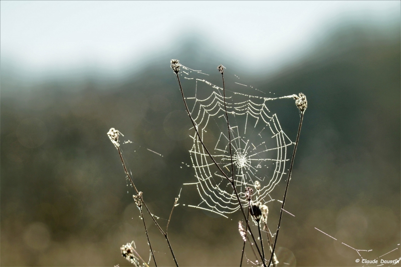 Photo Insectes