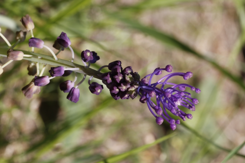 Flore Muscari à toupet (Muscari comosum)