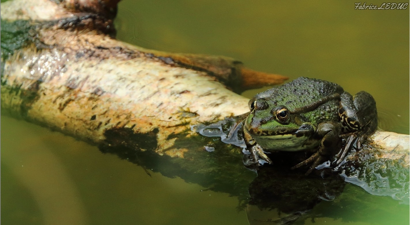 Photo Amphibiens