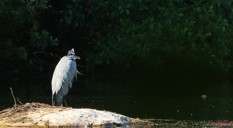 Photo Oiseaux