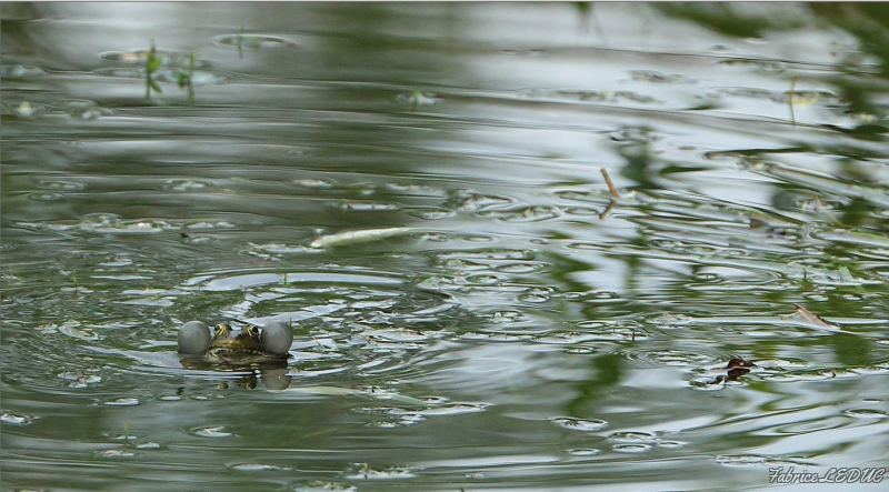 Photo Amphibiens