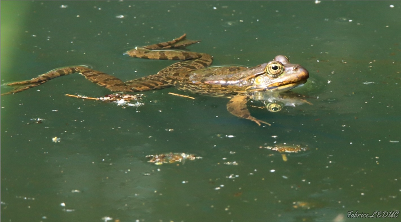 Photo Amphibiens