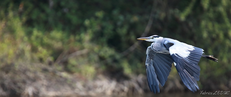 Photo Oiseaux