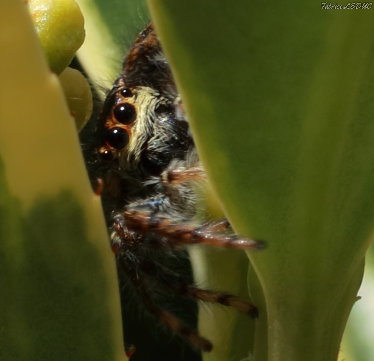 Photo Araignées