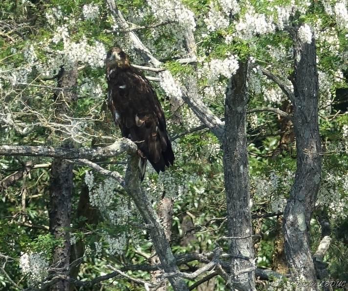 Photo Oiseaux