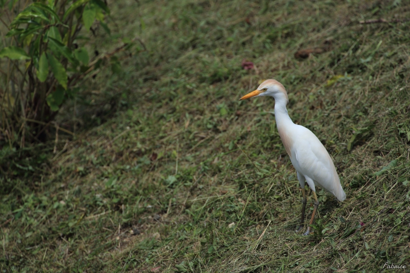 Photo Oiseaux