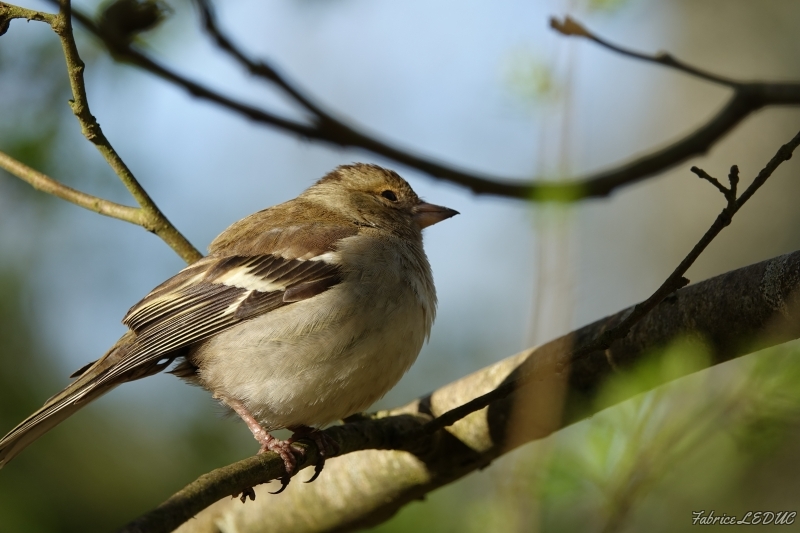 Photo Oiseaux