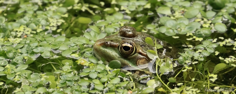 Photo Amphibiens