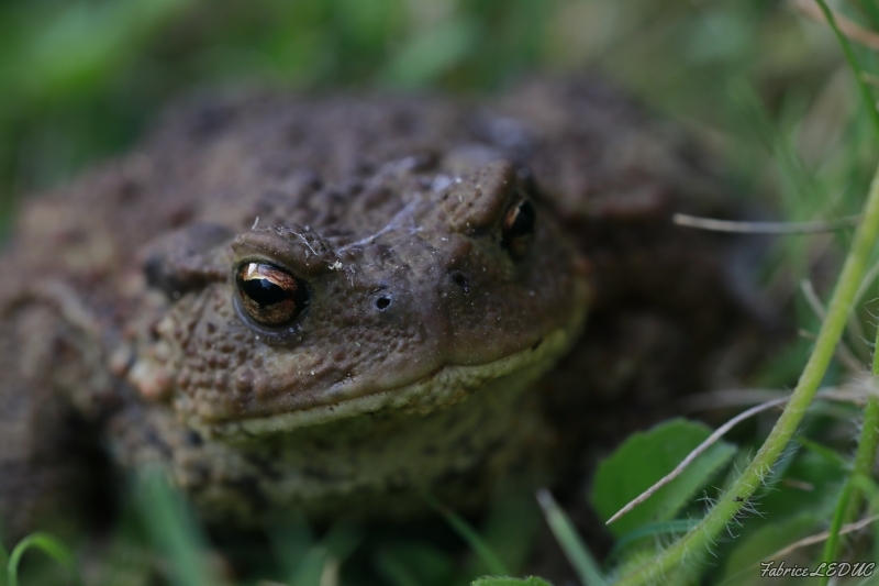 Photo Amphibiens