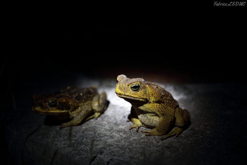 Photo Amphibiens