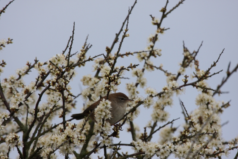 Oiseaux Bouscarle de cetti