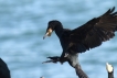 Oiseaux Grand cormoran (Phalacrocorax carbo)