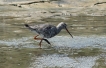 Oiseaux Chevalier arlequin