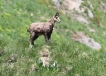 Mammifères Chamois (Rupicapra rupicapra)