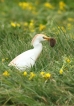 Oiseaux Héron garde-boeufs (Ardeola ibis)