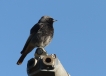 Oiseaux Rouge-queue noir (Phoenicurus ochruros)