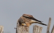 Oiseaux Faucon crécerelle (Falco tinnunculus)