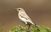 Oiseaux Traquet motteux (Oenanthe oenanthe)