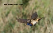 Oiseaux Gorgebleue à miroir (Luscinia svecica)