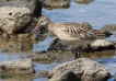 Oiseaux Barge à queue noire (Limosa limosa)