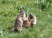 Oiseaux Marmotte (Marmota marmota)