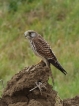 Oiseaux Faucon crécerelle (Falco tinnunculus)