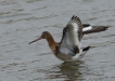 Oiseaux Barge à queue noire (Limosa limosa)