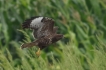 Oiseaux Buse variable (Buteo Buteo)