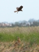 Mammifères Lièvre brun (Lepus europaeus)