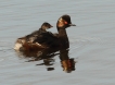 Oiseaux Grèbe à cou noir (Podiceps nigricollis)