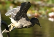 Oiseaux Héron bihoreau gris (Nycticorax nycticorax)