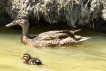 Oiseaux Canard souchet (Anas clypeata)