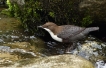 Oiseaux Cincle plongeur (Cinclus inclus)