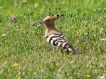 Oiseaux Huppe fasciée