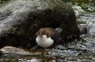 Oiseaux Cincle plongeur (Cinclus inclus)