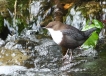 Oiseaux Cincle plongeur (Cinclus inclus)