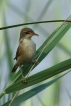 Oiseaux Rousserolle effarante (Acrocephalus scipaceus)