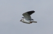 Oiseaux Elanion blanc (Elanus caeruleus)