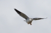 Oiseaux Elanion blanc (Elanus caeruleus)